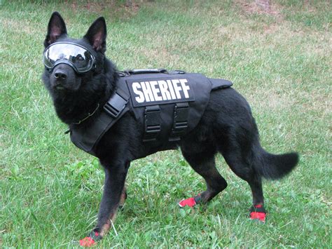 Local Police Dog Gets Added Protection Wemu