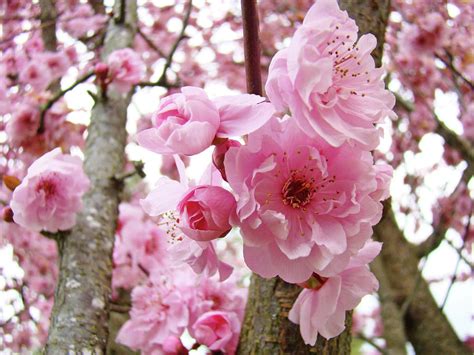 Trees Nature Landscape Pink Spring Flower Blossoms Baslee Troutman