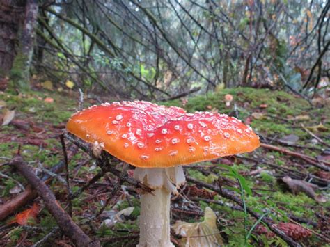 Amanita Muscaria Mushroom | Gohiking.ca