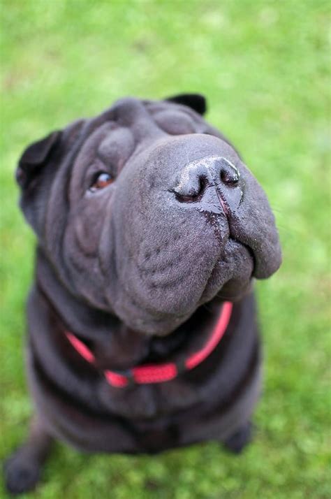 Pet Dogs Dogs And Puppies Dog Cat Cachorros Shar Pei Black Shar Pei