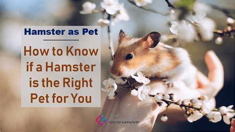 Hamster As Pet How To Know If A Hamster Is The Right Pet For You Jc