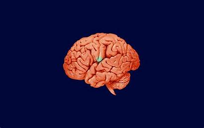 Brain Beat Psychology Understanding Science Neuromarketing Marketing