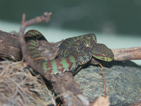 The Online Zoo Kanburian Pit Viper