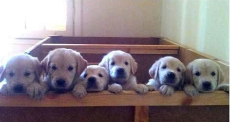 6 Cute Puppies