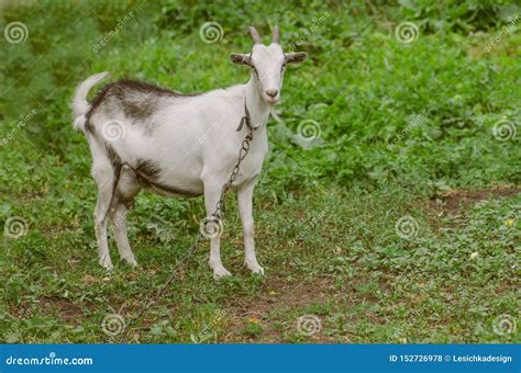 White Goat Sitting In Tall Grass Goat Grazing In The Yard Stock Photo