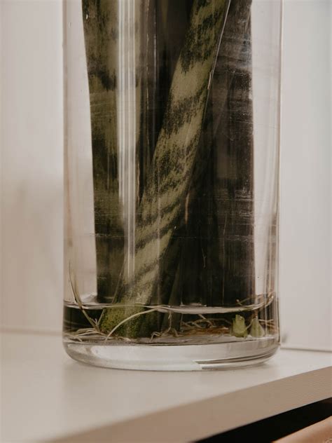 Noticing soggy or mushy leaves on your snake plant? Water Propagating My Snake Plant « blue augustine