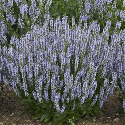 Photo Essay New Proven Winners® Perennials For 2019 Perennial Resource