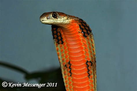 Juvenile King Cobra Ophiophagus Hannah Captive Animal A Flickr