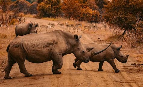 Rhino Poaching Plummets 53 During Lockdowns Extending 5 Years Of