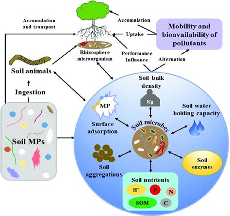 Schematic Diagram Showing The Effect Of Micro Plastics On Soil