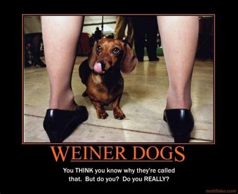 Pin By Tara Leavitt On For The Love Of Weiners Funny Pictures Best