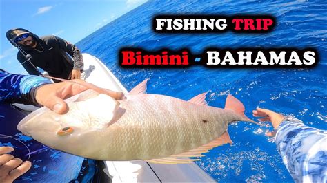 Bahamas Fishing Trip Dia De Pesca En Las Bahamas From Miami To Bimini