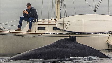 Man Glued To Cellphone Misses Humpback Whale 2 Feet Away In Redondo