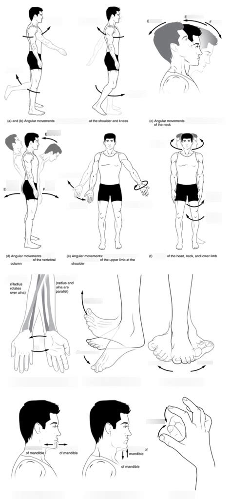Types Of Body Movement Diagram Quizlet