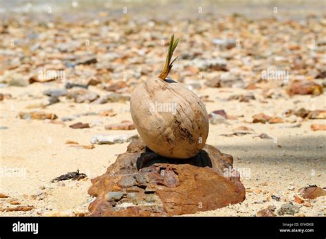 Beautiful Sprouting A Coconut On The Beach Stock Photo Alamy