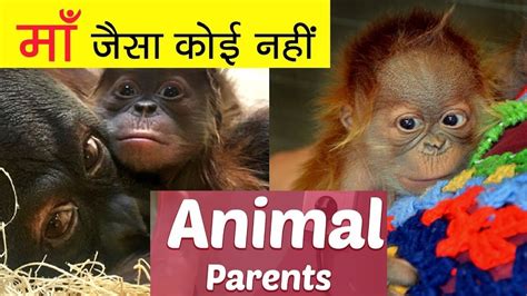 जानवरो में अद्भुत माता पिता Top 10 Amazing Animal Parents Animal Dads