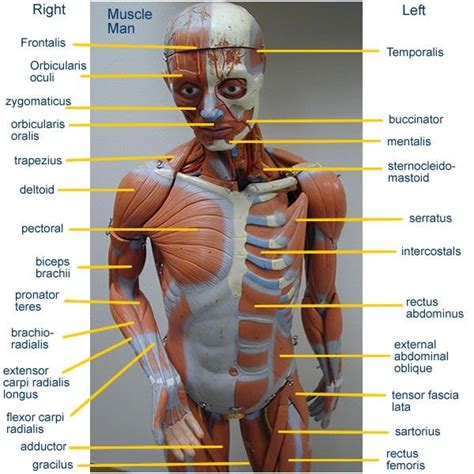Labeled Human Torso Model Diagram Free Human Skeleton Labelling Sheet