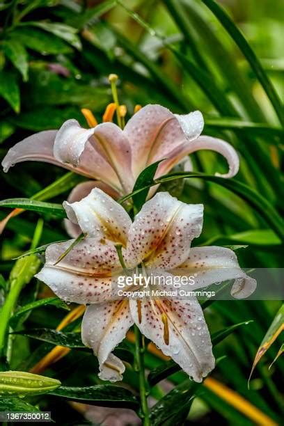 Star Lily Photos And Premium High Res Pictures Getty Images