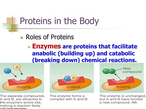 Ppt Protein Powerpoint Presentation Free Download Id6696818