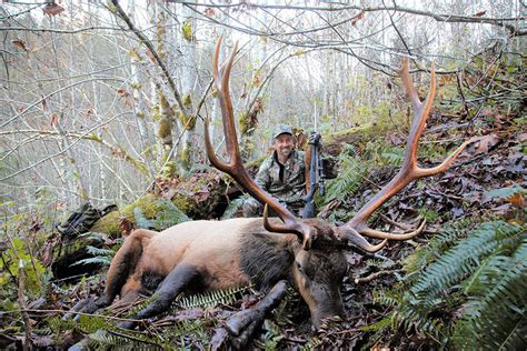 Roosevelt Elk Hunts Vancouver Island Guide Outfitters