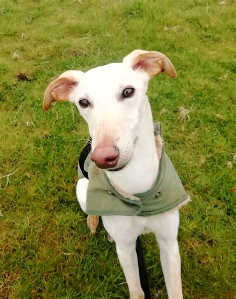 Fawn 15 Month Old Female Whippet Puppy In Eastbourne East Sussex