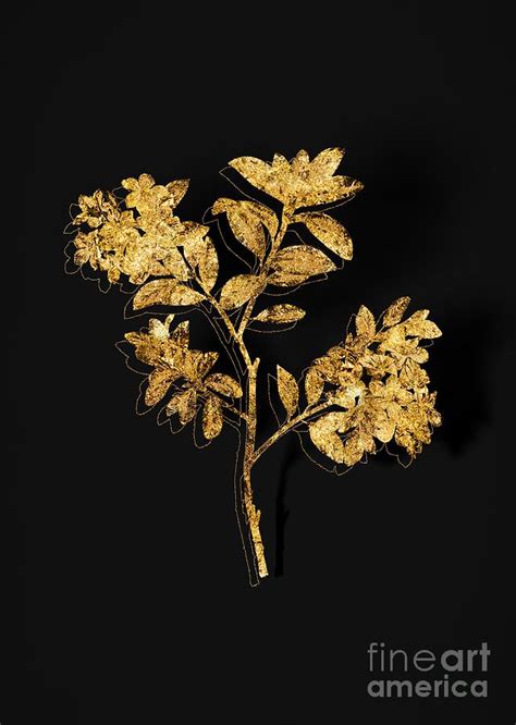 Gold Hairy Alpenrose Botanical Illustration On Black Mixed Media By Holy Rock Design Fine Art