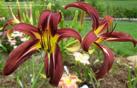 Plantfiles Pictures Daylily Black Arrowhead