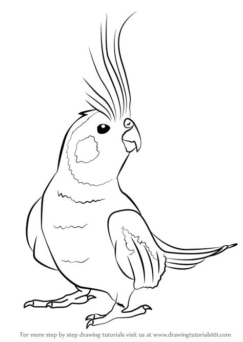 To get the most out of it, there are some important considerations. Learn How to Draw a Cockatiel (Birds) Step by Step ...