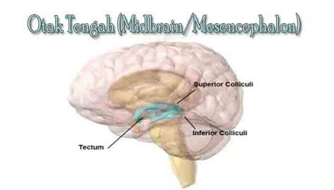 Pengertian Otak Tengah Mesencephalon Fungsi Struktur Dan Bagian
