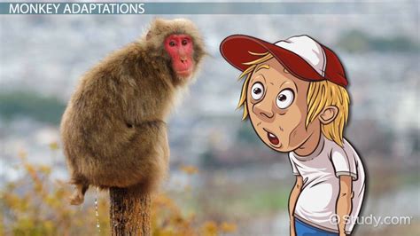 Monkey Adaptations Lesson For Kids Lesson