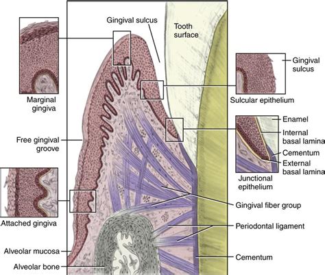 10 Gingival And Dentogingival Junctional Tissue Pocket Dentistry