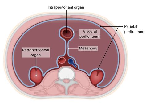 Peritoneum Anatomy Concise Medical Knowledge
