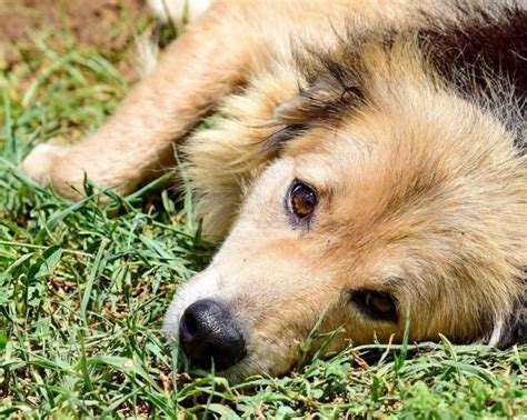 Adopt Rosie On Petfinder Golden Retriever Retriever Mix Dogs