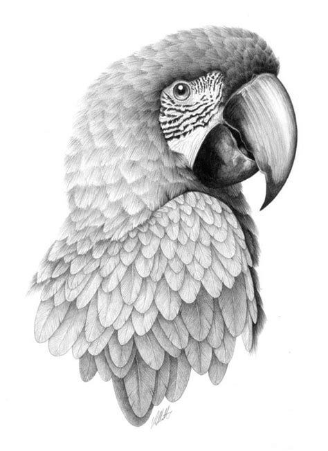 The Painted Parrot Drawings Bird Drawings Parrot Drawing Art Sketches