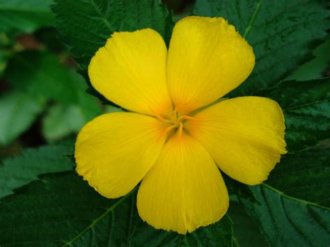 Flowers With Two Petals Yellow Tropical Flower With Five Petals