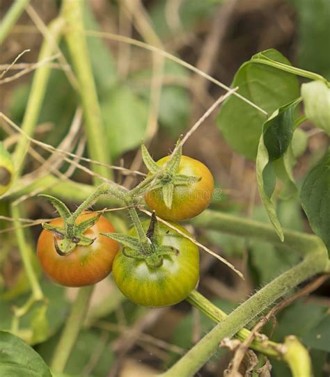 Wild Australian Bush Tomatoes Ripening On Vine Stock Photo Image