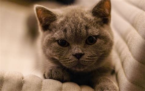 Download Wallpaper 3840x2400 British Shorthair Cat Kitten Pet Gray