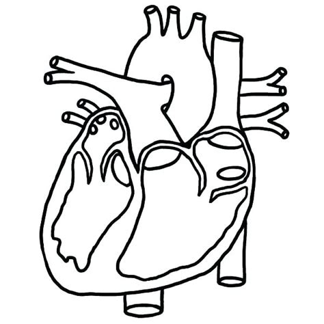 Heart Anatomy Coloring Pages At Free Printable