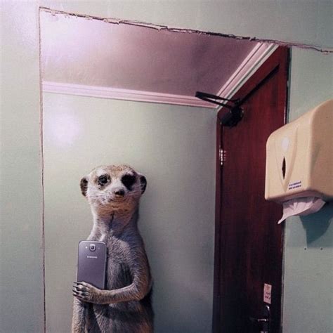 When Animals Take Selfies Animals Selfie Meerkat