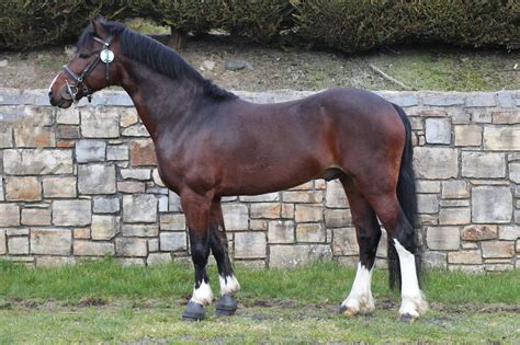 Stallion Selection Results 2018 Horse Sport Ireland