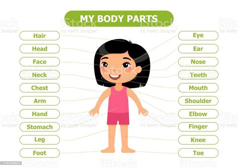 My Body Parts Anatomy For Children Stock Illustration