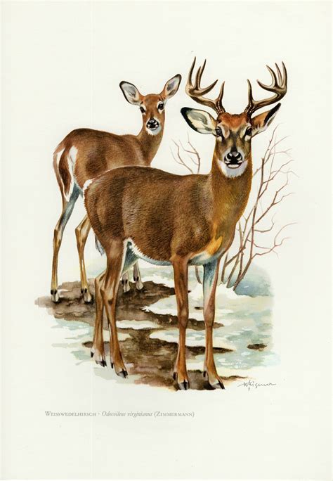 White Tailed Deer Vintage Lithograph From 1974 Etsy Whitetail Deer