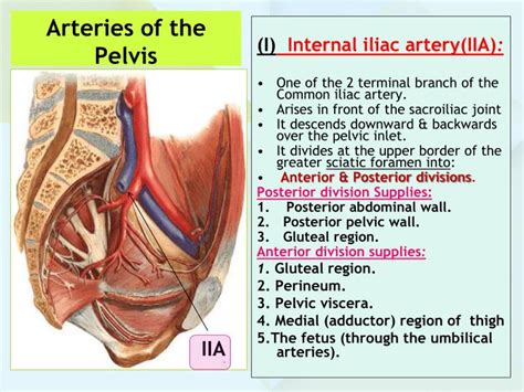 Ppt Anatomy Of The Pelvis Powerpoint Presentation Id