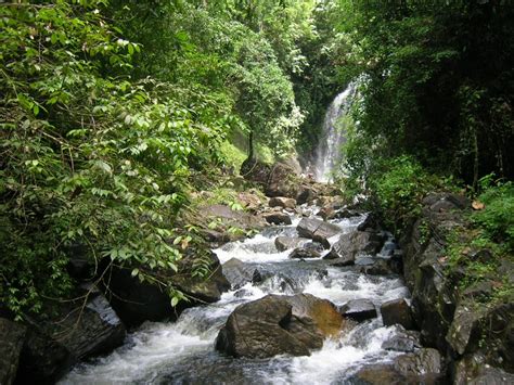 Sinharaja Rain Forest Set 2 Trail From Lankagama Sri