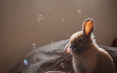 Hd Wallpaper Cute Brown Bunny Rabbit Wallpaper Flare