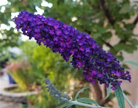 Buddleia ‘butterfly Bush Sunnyvale Garden