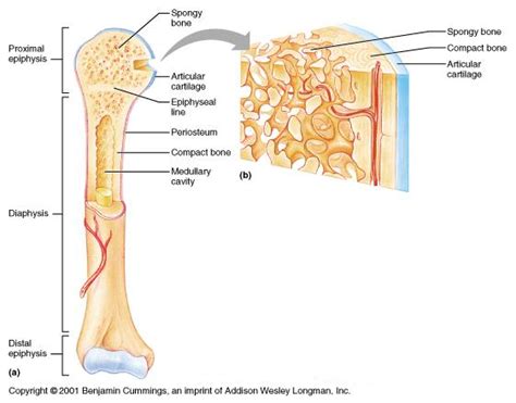 The outer part of a long bone is made of compact bone. Physiology Study Guide (2012-13 Gold) - Instructor Gold at John Carroll Catholic High School ...