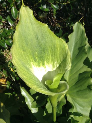 Green Cala Lily Form Zantedeschia Aethiopica Green Goddess