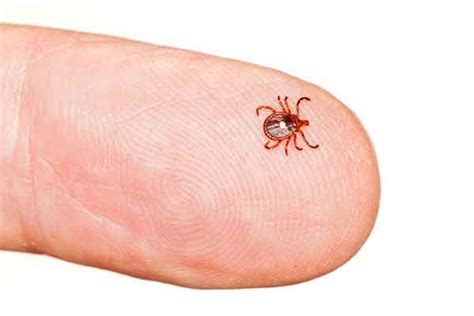 Florida Tick Identification And Control Mccall Service