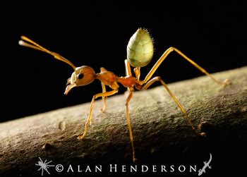 Maybe they are making a lot of apple juice out of it? Green Tree Ants - Minibeast Wildlife